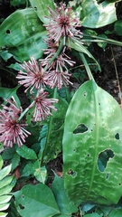 Dracaena goldieana