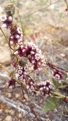 Cuscuta purpurata