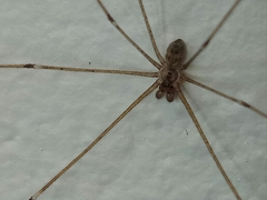 Crossopriza lyoni