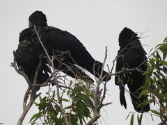 Calyptorhynchus banksii