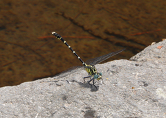 Hemigomphus heteroclytus