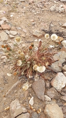 Hypochaeris scorzonerae