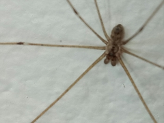 Crossopriza lyoni