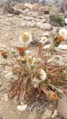Hypochaeris scorzonerae