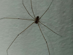 Crossopriza lyoni