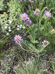 Astragalus laxmannii