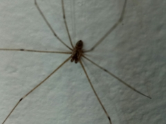 Crossopriza lyoni