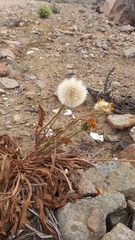 Hypochaeris scorzonerae