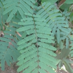 Acacia irrorata