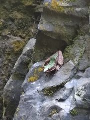 Odorrana chloronota