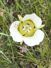 Calochortus gunnisonii