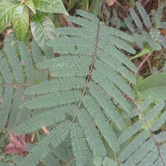 Acacia irrorata