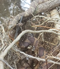 Nerodia sipedon pleuralis