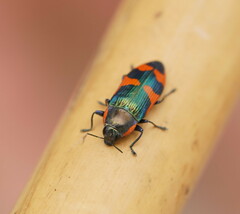 Castiarina grata