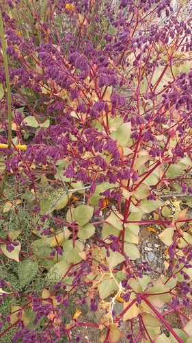 Mirabilis elegans (Mirabilis elegans)