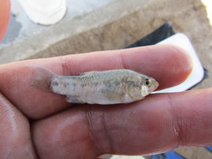 Cyprinodon macularius