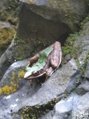 Odorrana chloronota