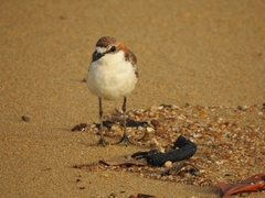 Charadrius ruficapillus
