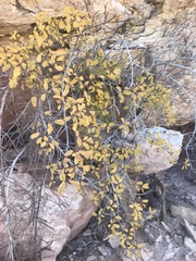 Frangula betulifolia