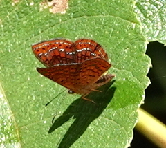 Calephelis laverna