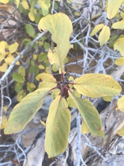 Frangula betulifolia