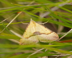 Anachloris subochraria