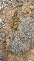 Liolaemus platei