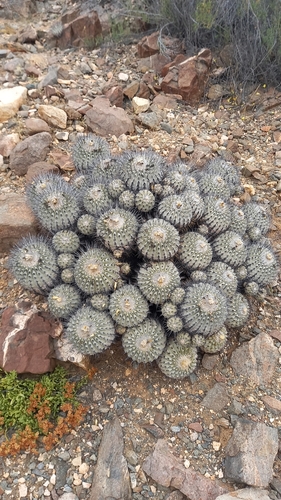 Copiapoa malletiana