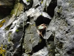 Odorrana chloronota