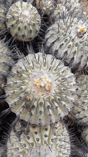 Copiapoa malletiana