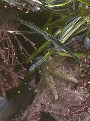 Leptasterias hexactis