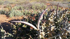 Quaqua mammillaris