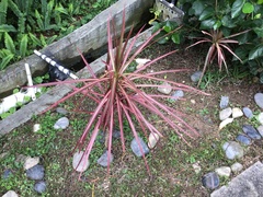 Dracaena reflexa angustifolia