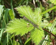 Xanthocnemis zealandica