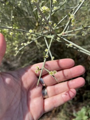 Adolphia californica