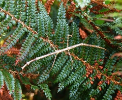 Argosarchus horridus