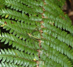 Leptotarsus albistigma