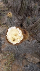 Eulychnia breviflora