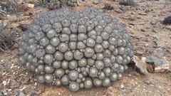 Copiapoa dealbata