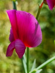 Lathyrus tingitanus