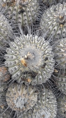 Copiapoa dealbata