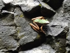Odorrana chloronota