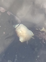 Acanthodoris nanaimoensis