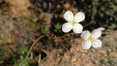 Heliophila variabilis