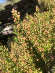 Erica arborea
