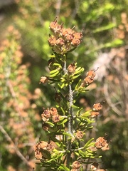 Erica arborea