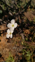 Heliophila variabilis