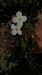 Heliophila variabilis