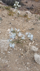 Zephyra elegans