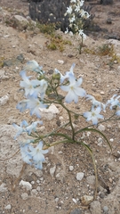 Zephyra elegans
